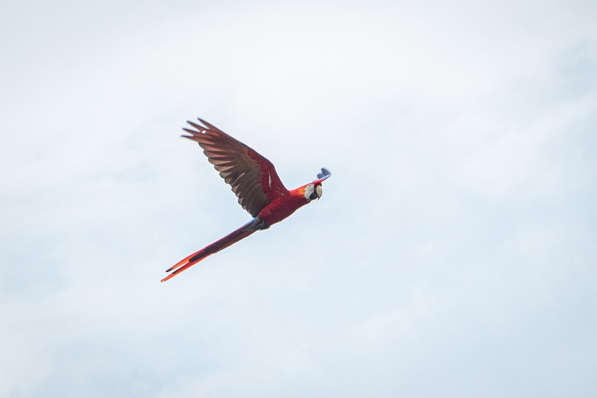 Scarlet Macaw - ML563350001