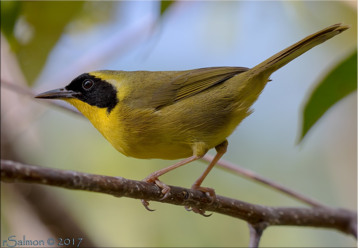 Bahama Yellowthroat - ML563352131