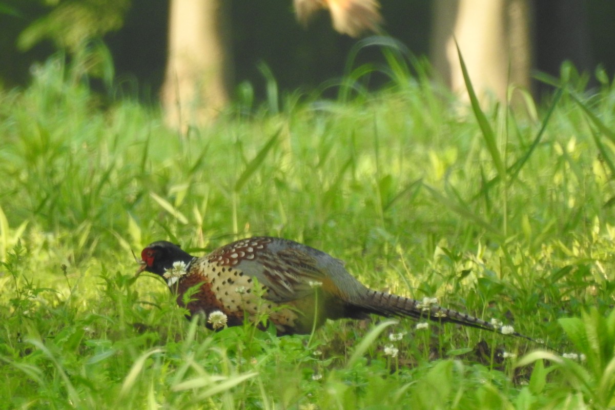 Ring-necked Pheasant - ML563352831