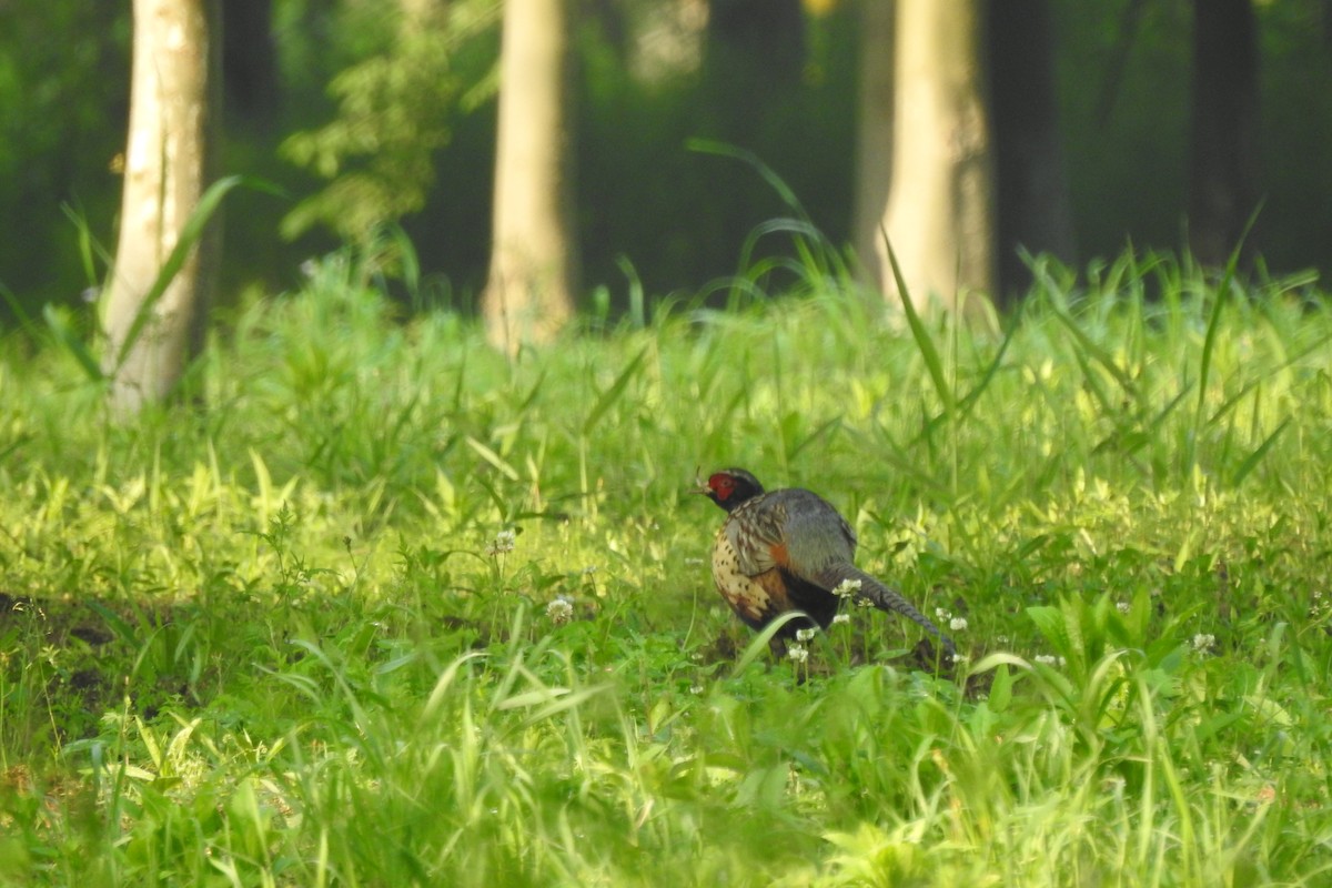 Ring-necked Pheasant - ML563352851