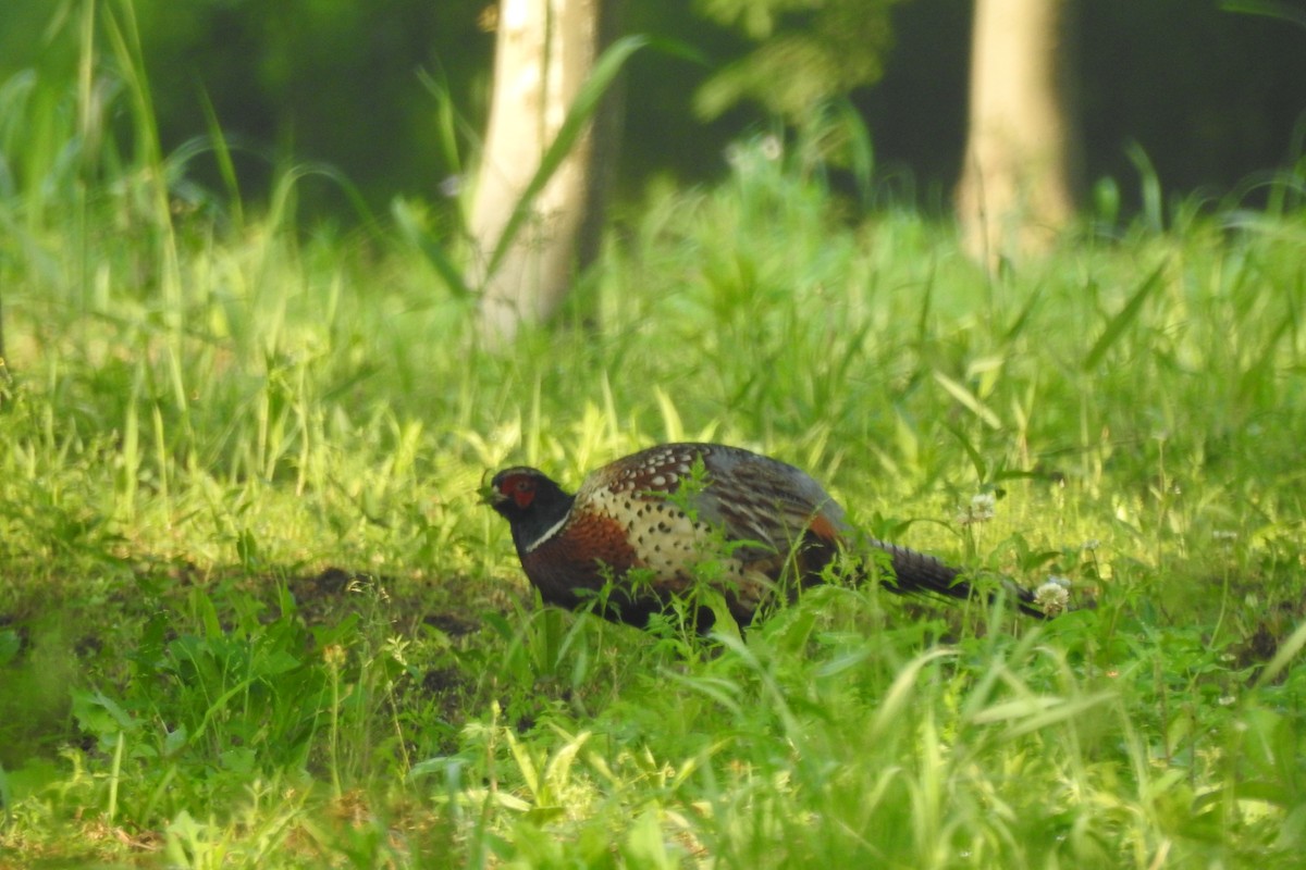 Ring-necked Pheasant - ML563352871