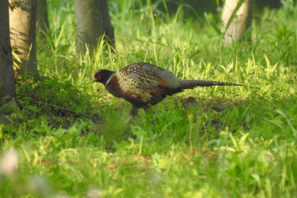 Ring-necked Pheasant - ML563352881