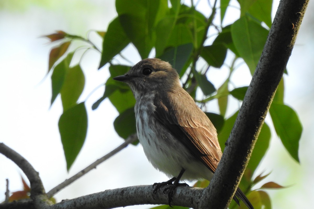 Gray-streaked Flycatcher - ML563353051