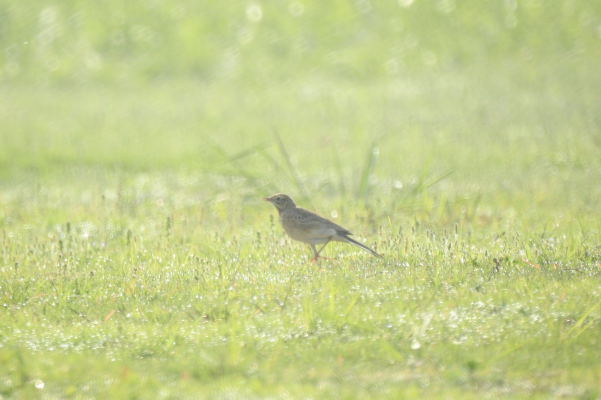 Eastern Yellow Wagtail - ML563353161