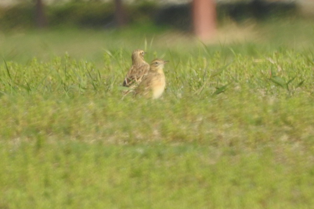 Richard's Pipit - ML563353221