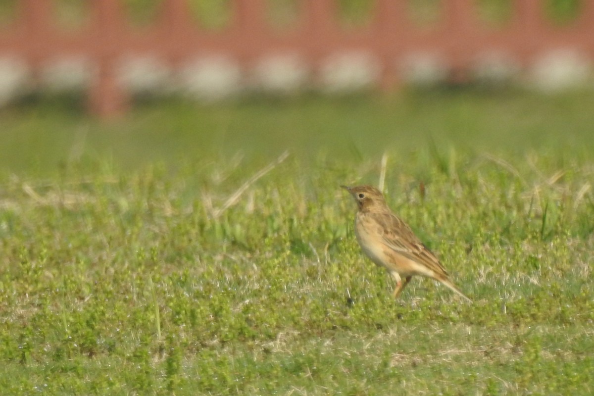 Richard's Pipit - ML563353231