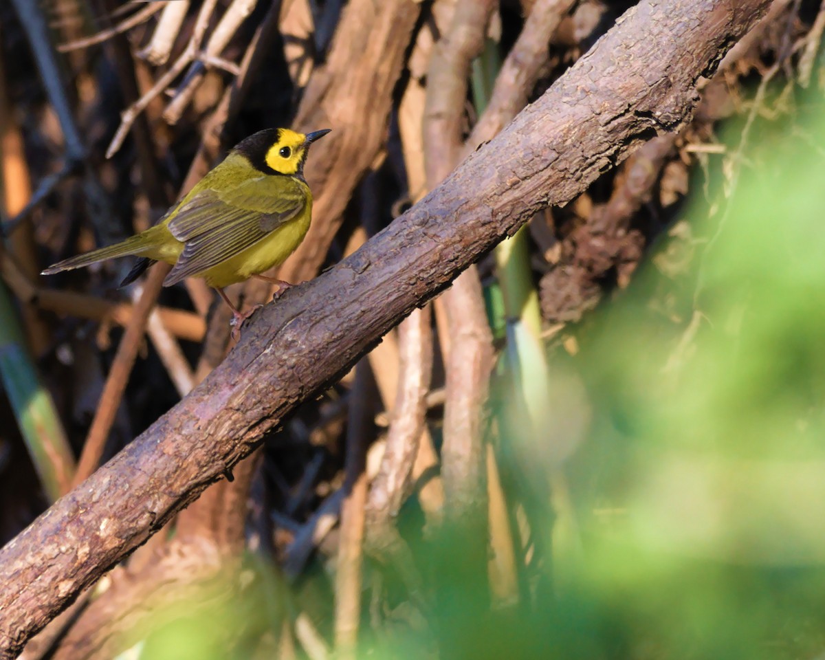 Hooded Warbler - ML563355491