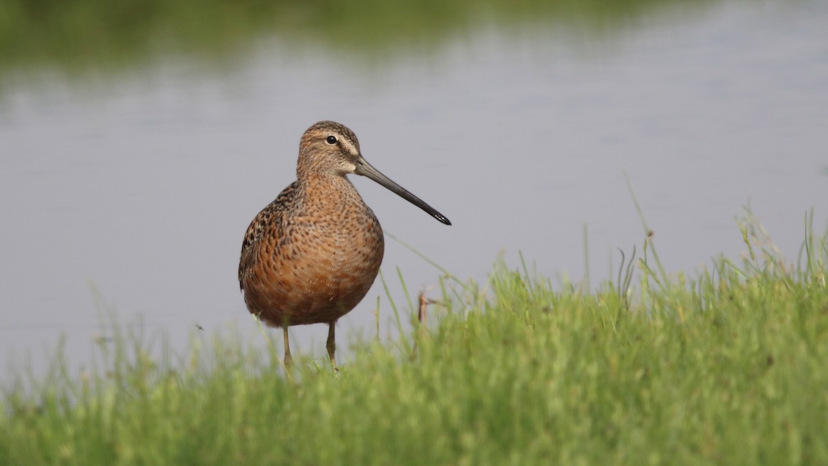 Long-billed Dowitcher - ML563356001