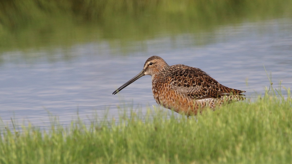 Long-billed Dowitcher - ML563356021