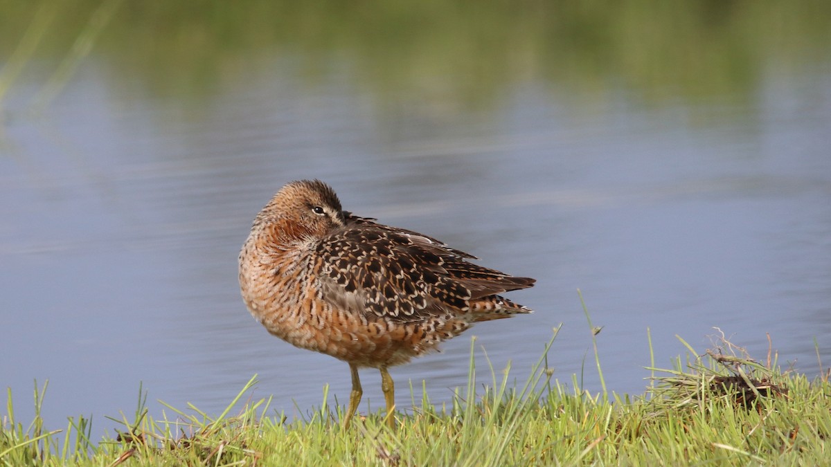 Long-billed Dowitcher - ML563356051