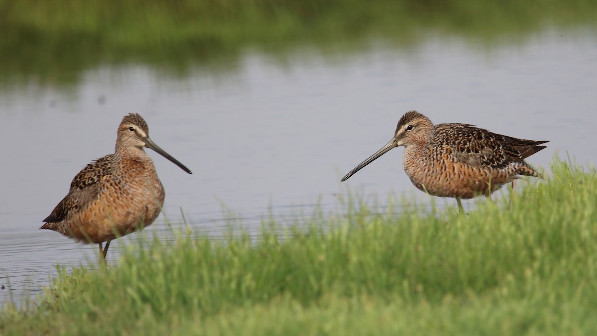 Long-billed Dowitcher - ML563356081