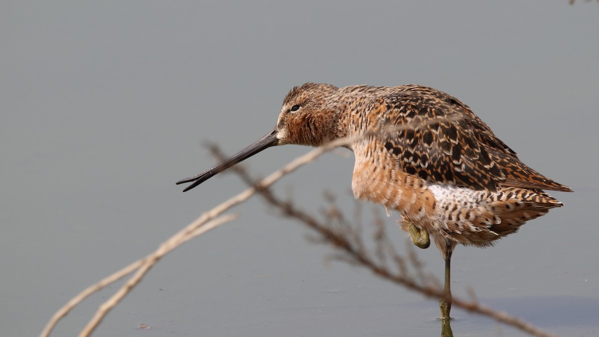Long-billed Dowitcher - ML563356121