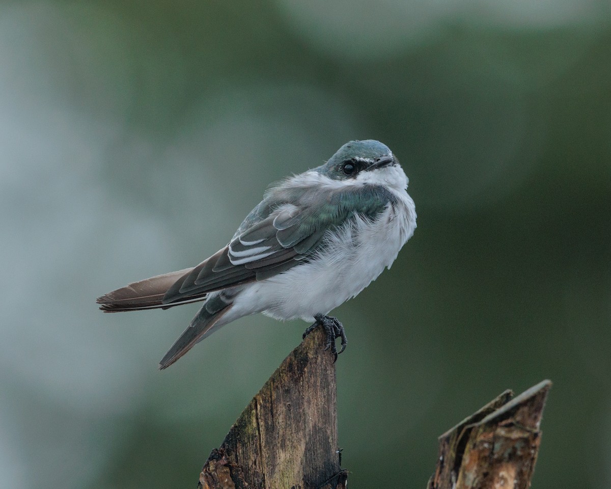 Mangrove Swallow - Jorge Abarca