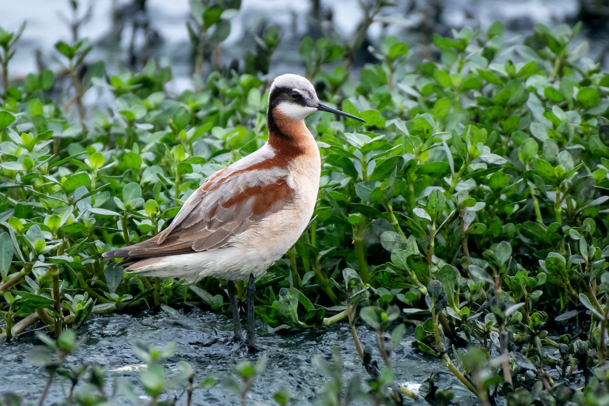 Wilson's Phalarope - ML563359291