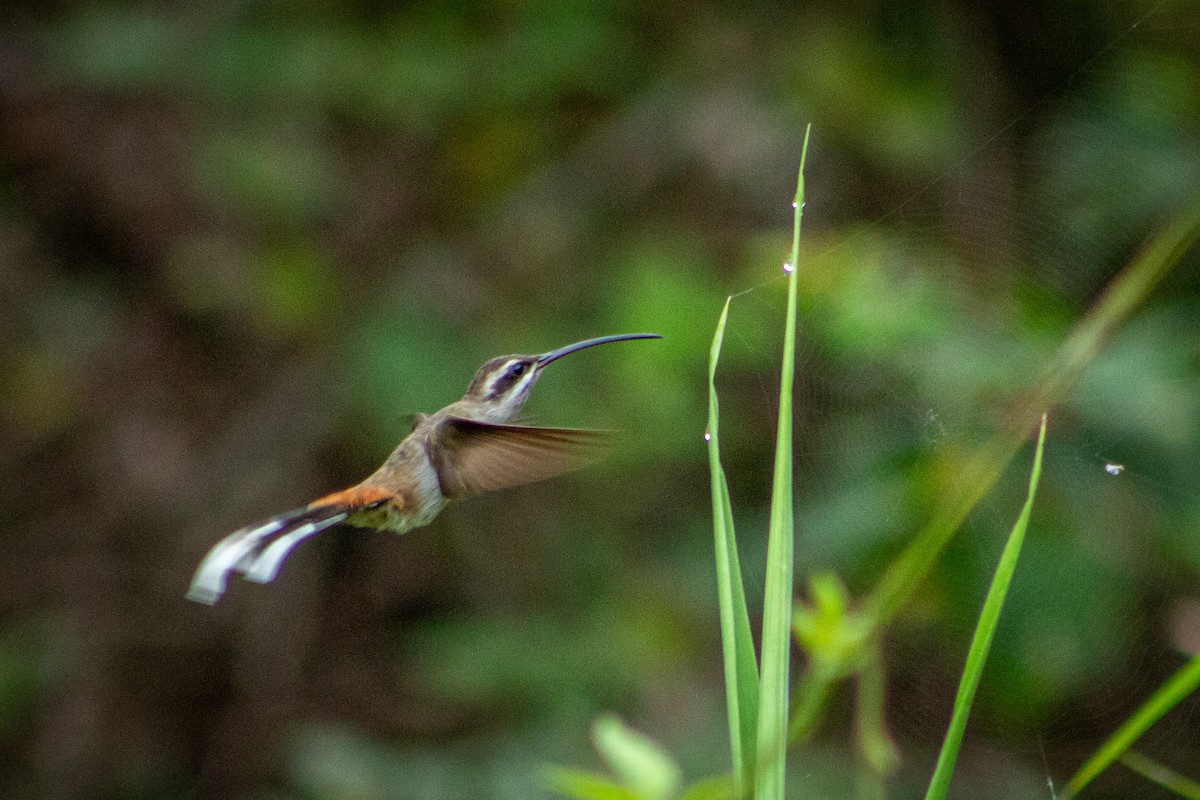 Sooty-capped Hermit - ML563359391