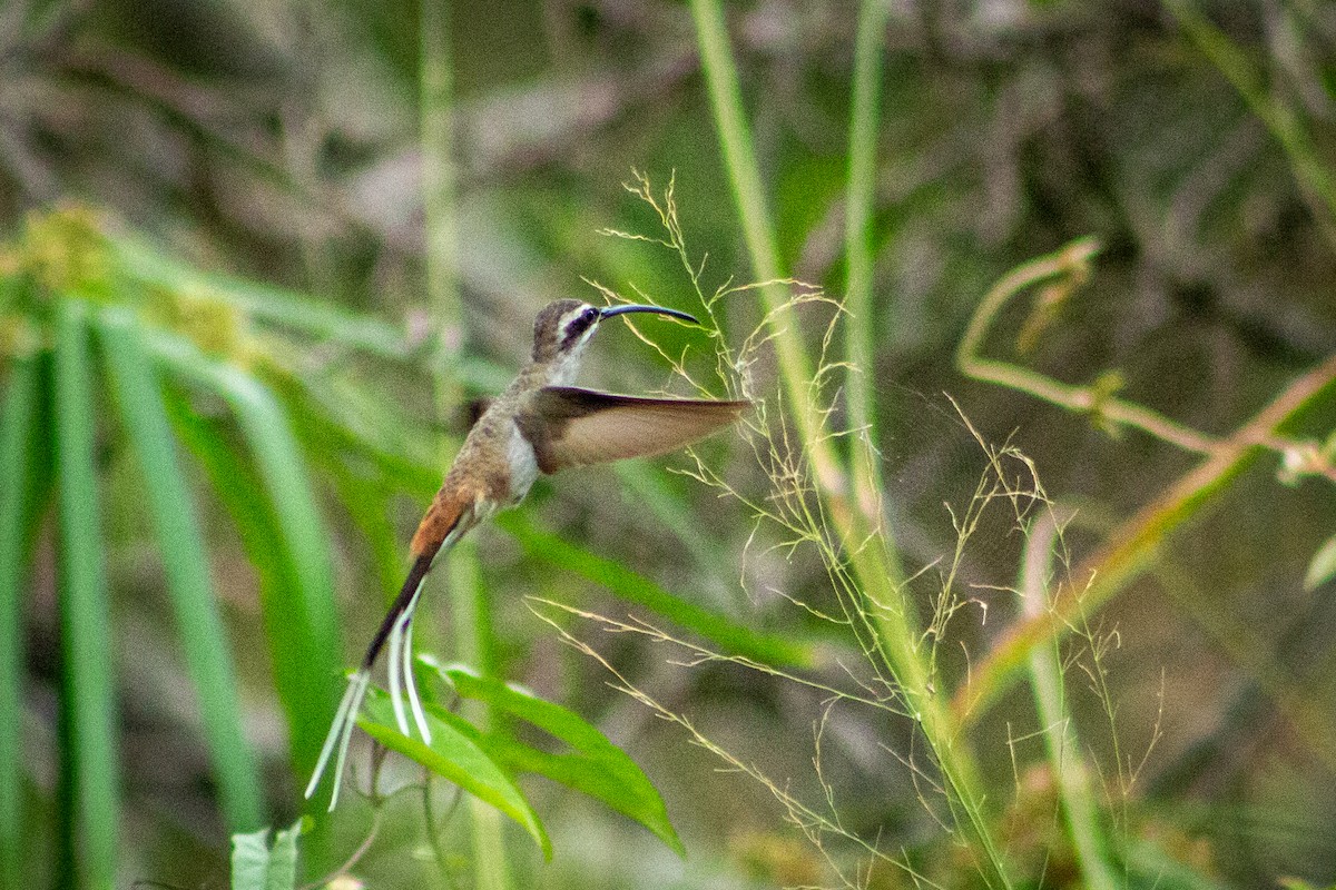 Sooty-capped Hermit - ML563359441