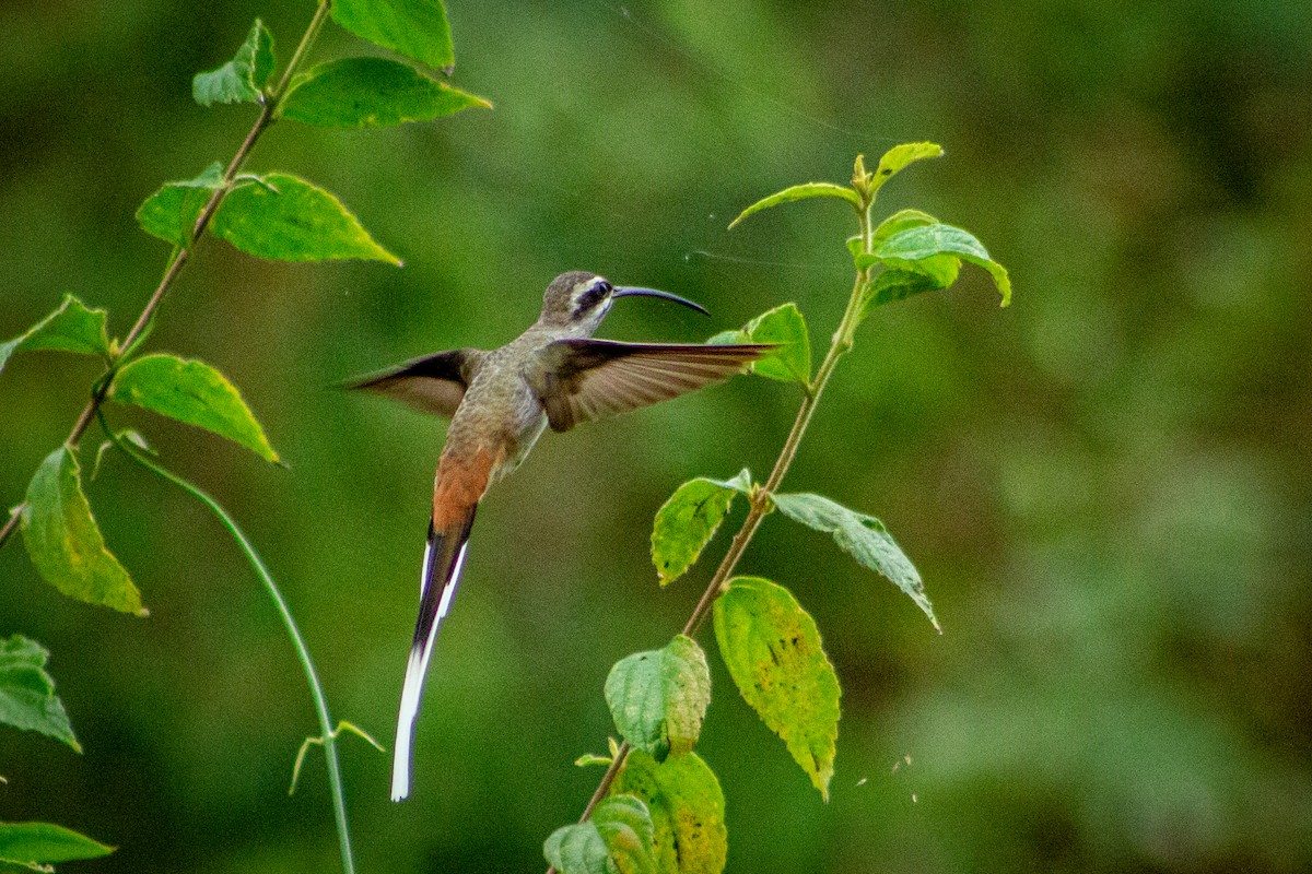 Sooty-capped Hermit - ML563359451