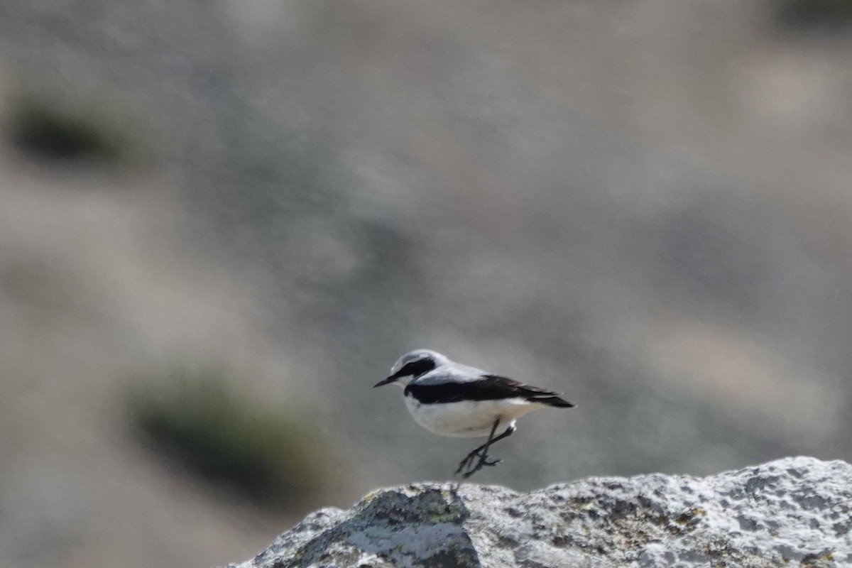 Northern Wheatear - Roly Pitts