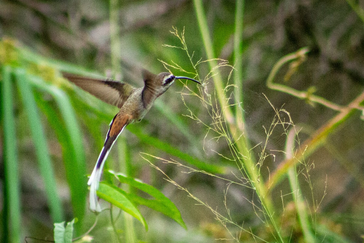 Sooty-capped Hermit - ML563359491