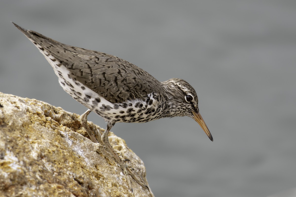 Spotted Sandpiper - ML563359581