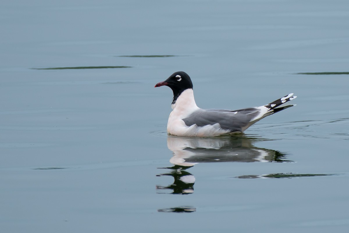 Franklin's Gull - ML563359651