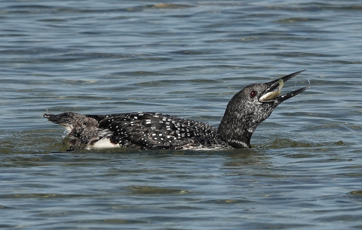 Common Loon - ML563359671