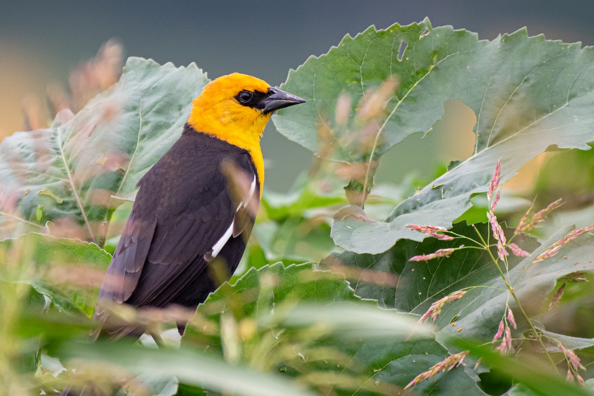 Yellow-headed Blackbird - ML563360011