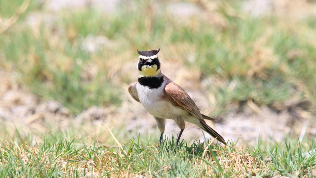 Horned Lark (Mexican) - ML563360161