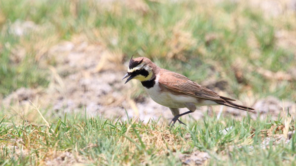 Horned Lark (Mexican) - ML563360171