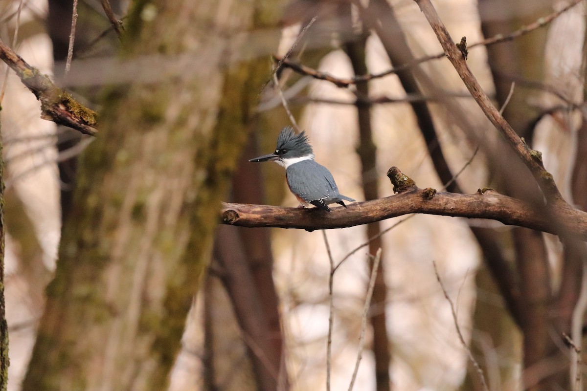 Belted Kingfisher - ML563360251