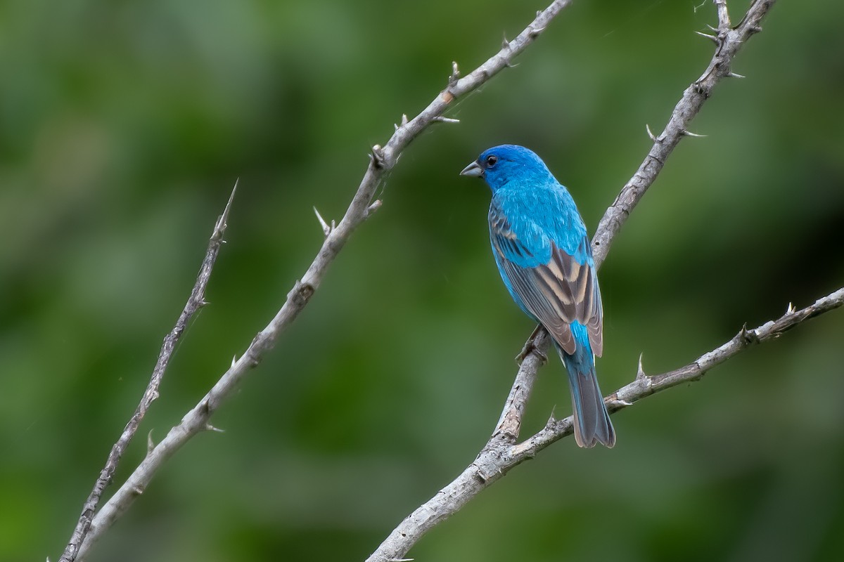 Indigo Bunting - ML563360271