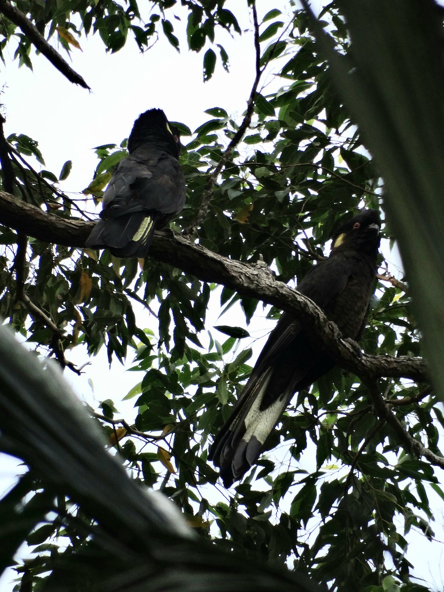 Yellow-tailed Black-Cockatoo - Ciara Kelly