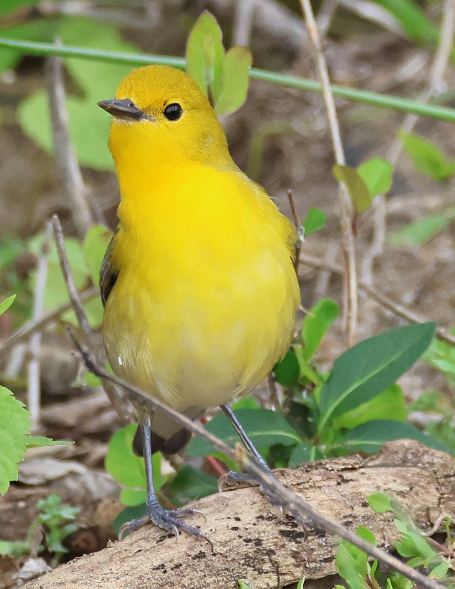 Prothonotary Warbler - ML563362021