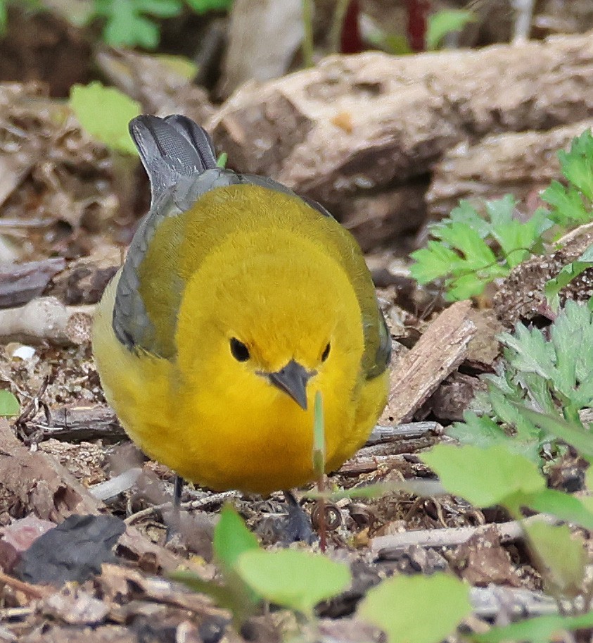 Prothonotary Warbler - ML563362031