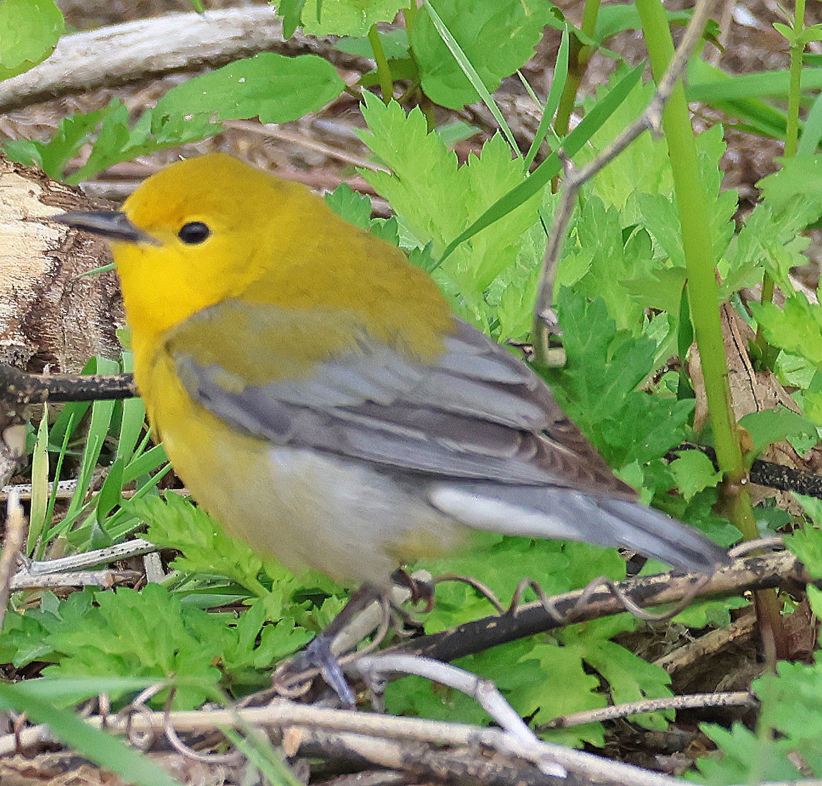 Prothonotary Warbler - ML563362041