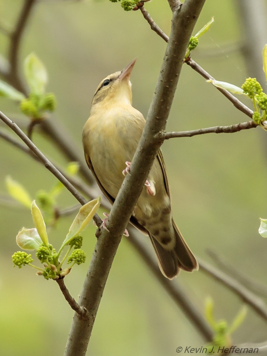 Worm-eating Warbler - Kevin Heffernan