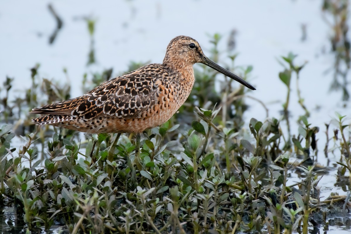 Long-billed Dowitcher - ML563362581