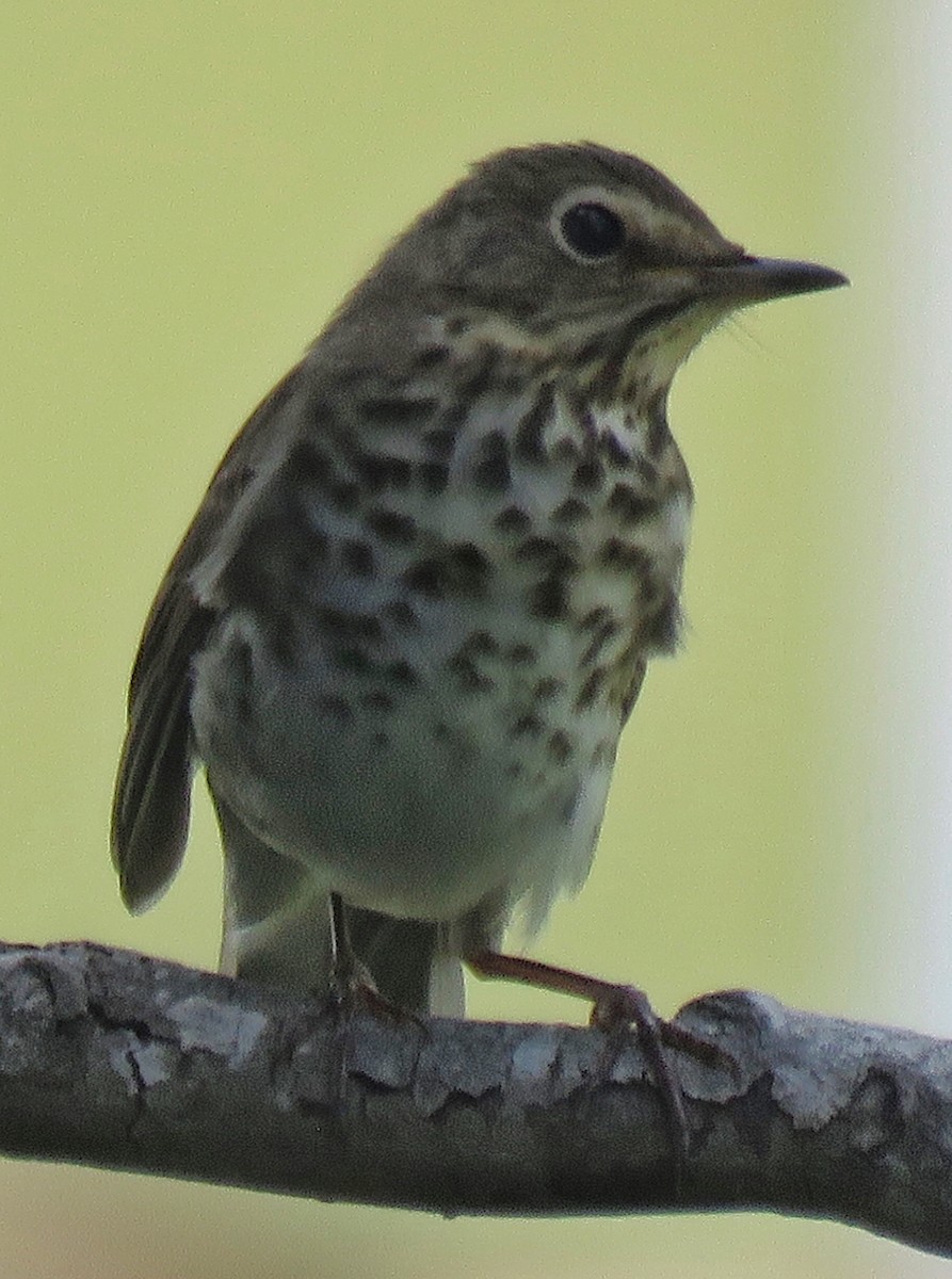 Wood Thrush - ML563364461