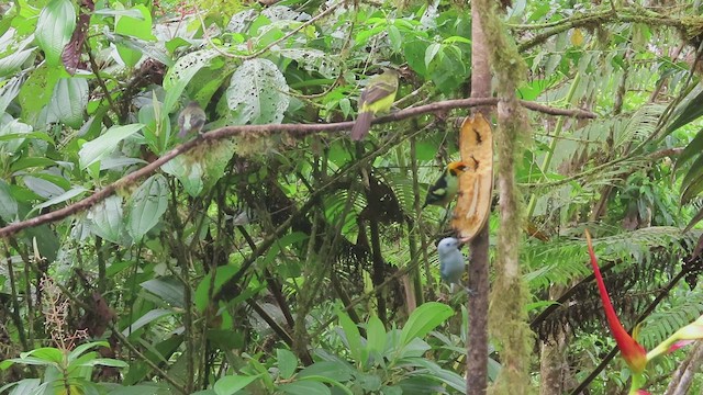 Flame-faced Tanager (Yellow-faced) - ML563364951