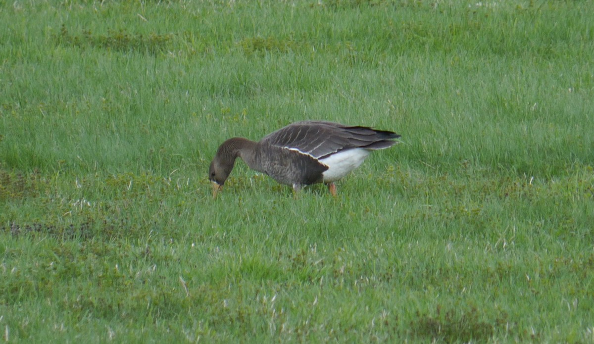 Greater White-fronted Goose - ML563365311