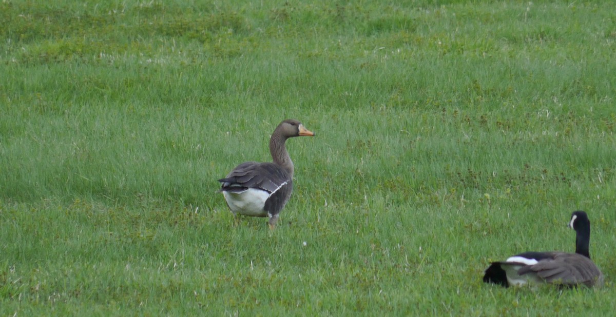 Greater White-fronted Goose - ML563365321