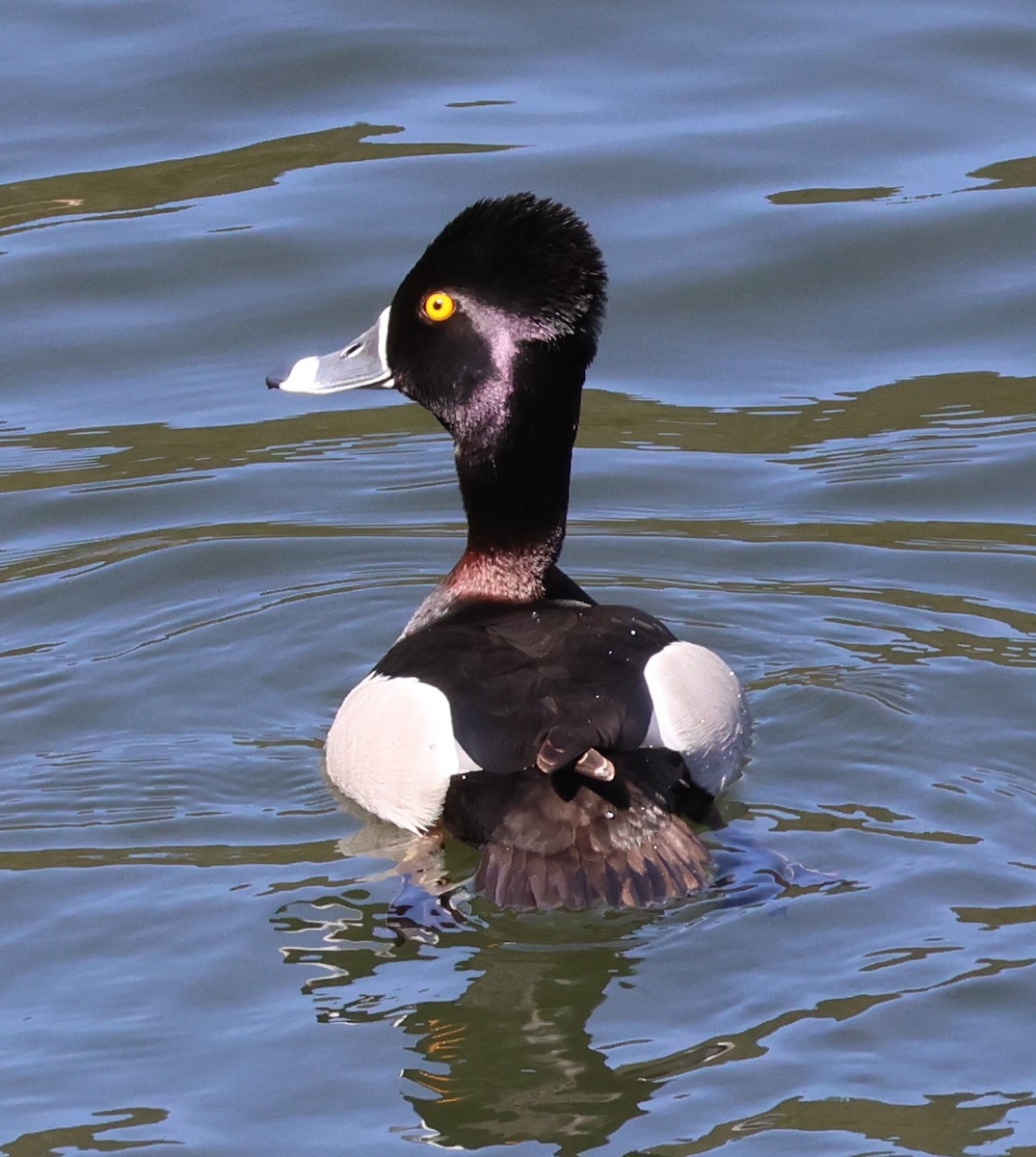 Ring-necked Duck - Jim Parker