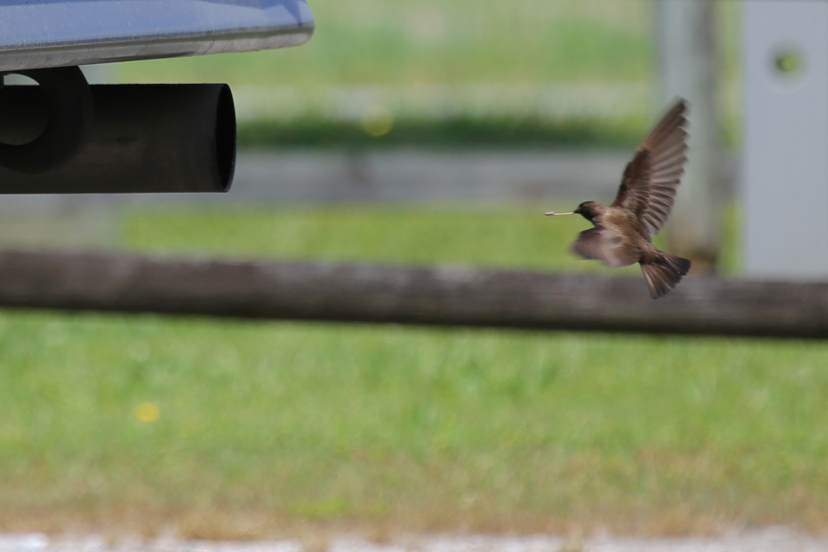 Northern Rough-winged Swallow - ML56336811