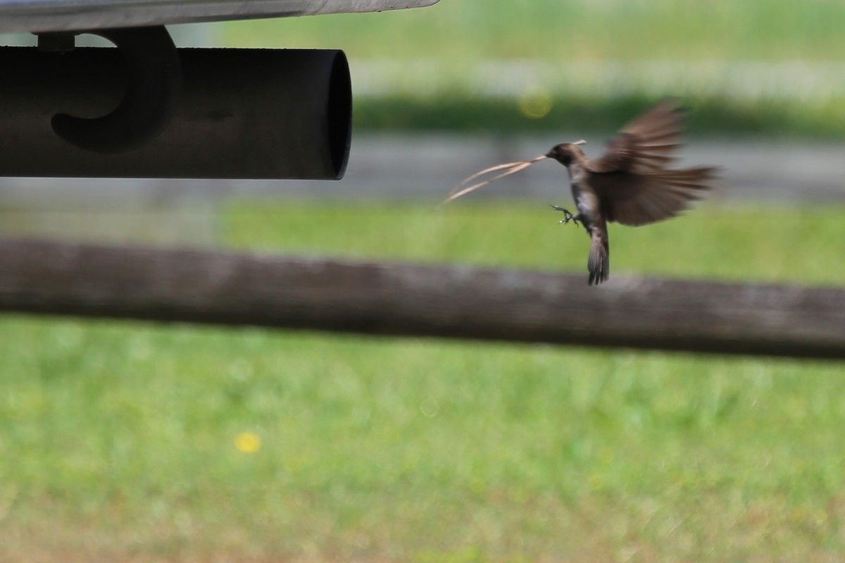 Northern Rough-winged Swallow - ML56336841