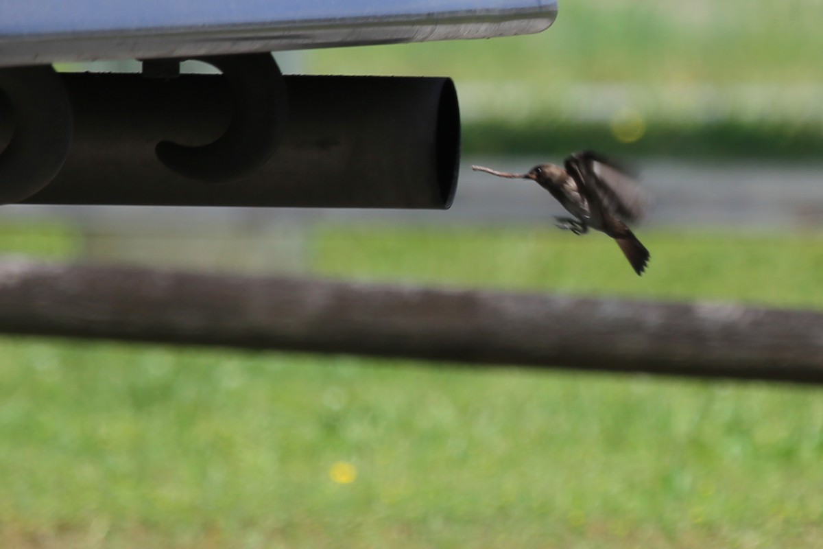Northern Rough-winged Swallow - ML56336871