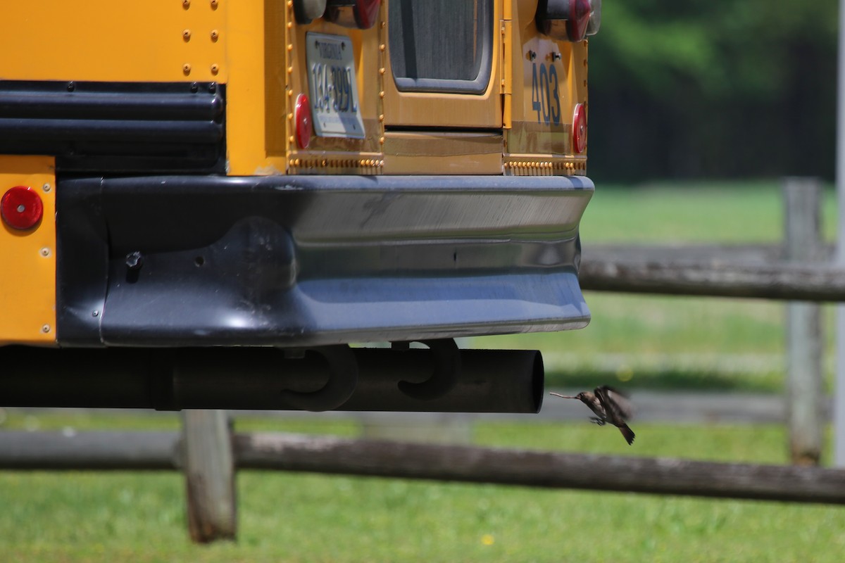 Northern Rough-winged Swallow - ML56336891