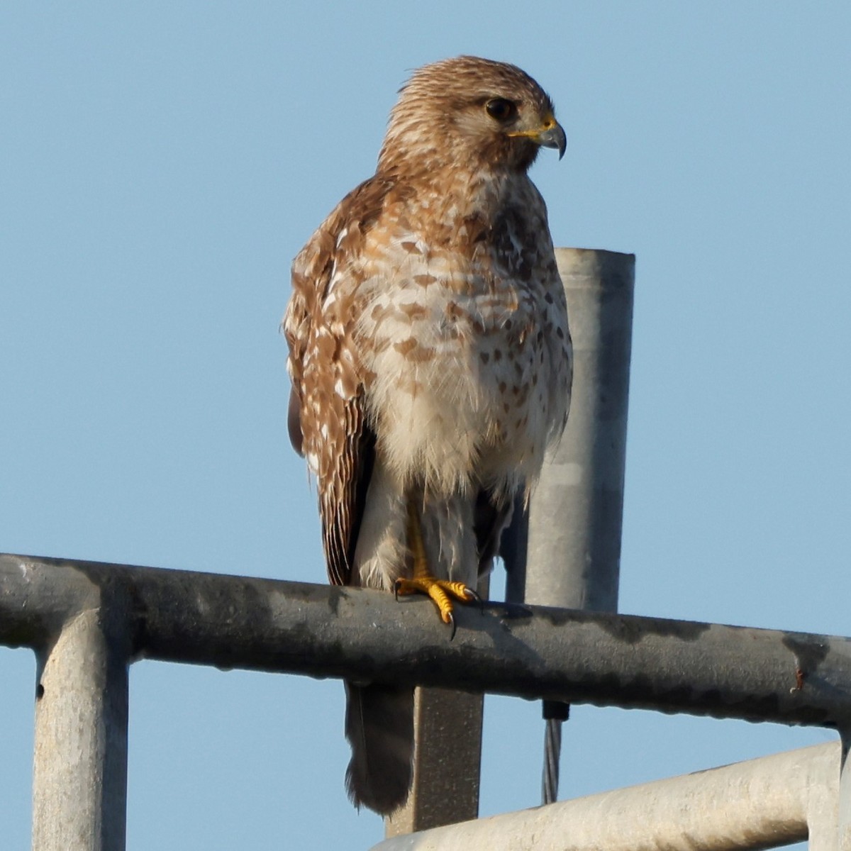Red-shouldered Hawk (extimus) - ML563372271