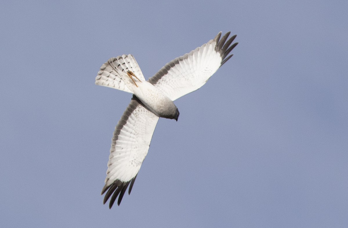 Northern Harrier - ML563372411