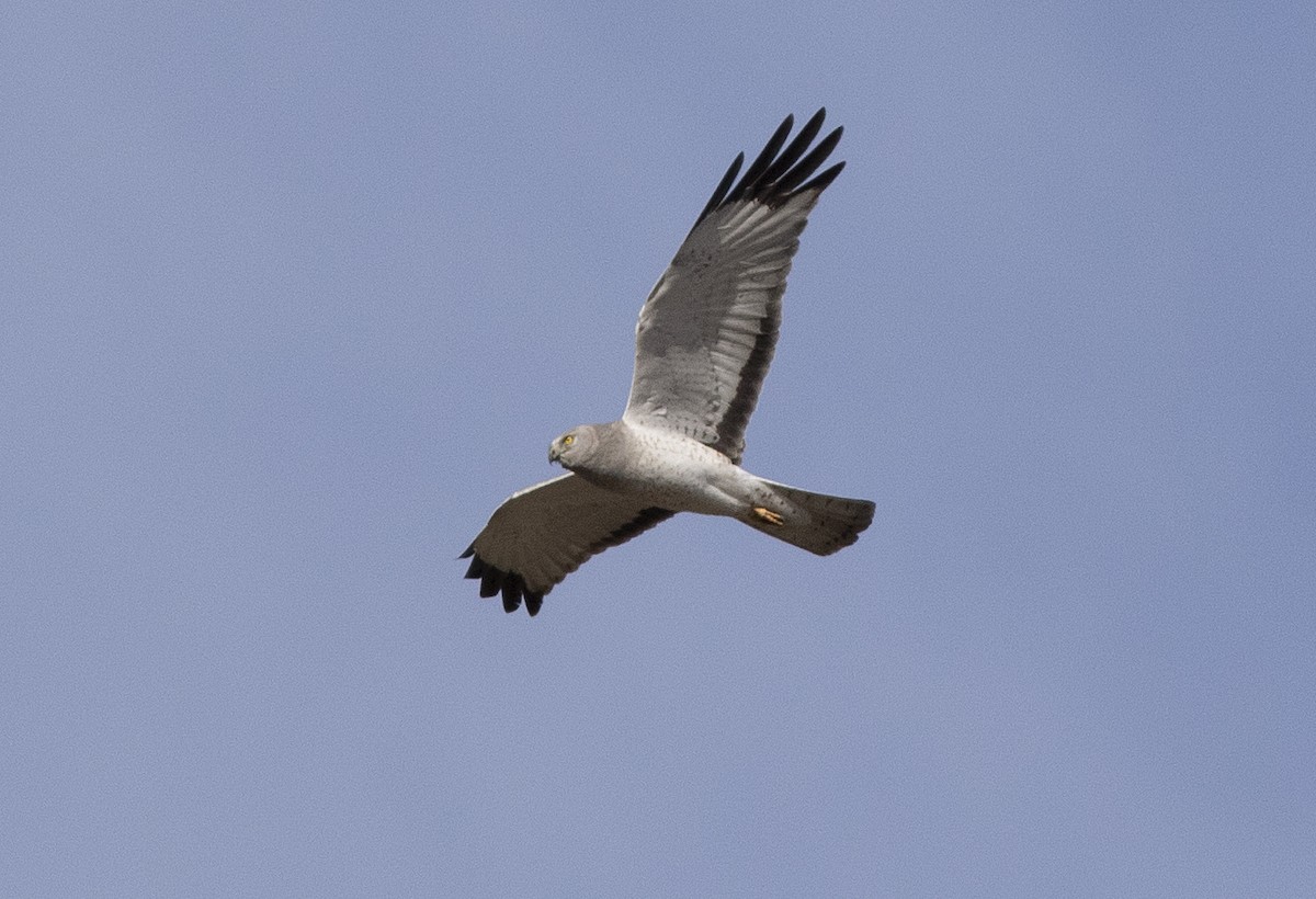 Northern Harrier - ML563372431