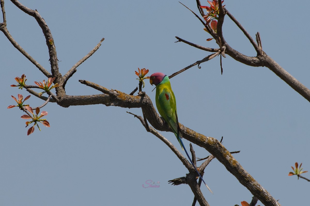 Plum-headed Parakeet - Shalini Iyengar